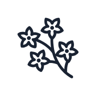 Jasmine Flower SVG icon — floral